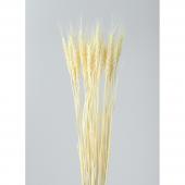 ドライ】東花/小麦 25本 スイートピンク/76151 - 花材通販はなどんや