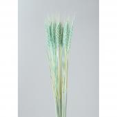 ドライ】東花/小麦 25本 スイートピンク/76151 - 花材通販はなどんや