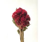 ☆752 hanatoteto ケイトウ ドライフラワー 450本 ドライ】東花/ケイトウ 久留米 約1〜3本 N/レッド/61154 - 花材通販は