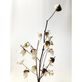 専用コットン　ドライフラワー花材 ドライフラワー］コットンフラワー商品ページ - 土と風の植物園