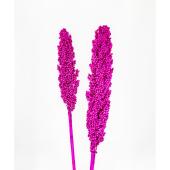 カラフルソルガム　{カラフルマリン}    インディアンコーン Amazon | インポッシブルコーン スパイラルコーン フィジェット