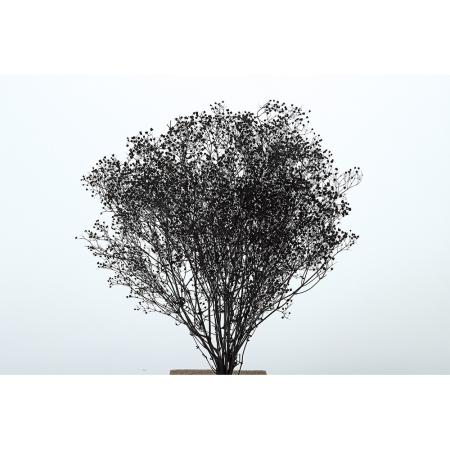 特価◎【プリザーブド】東花/ソフトミニカスミ 漆黒 約22g/75846