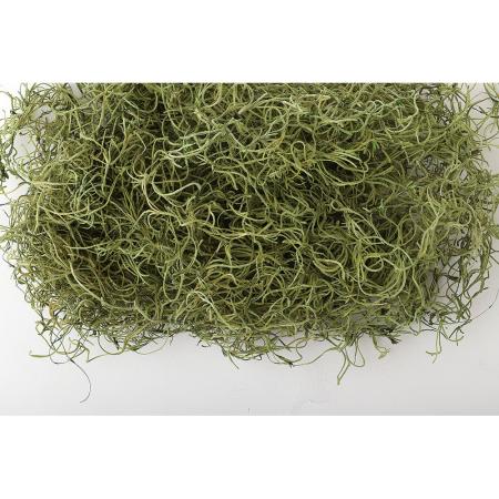 【ドライ】東花/スパニッシュモス ライムグリーン 約30g/71159