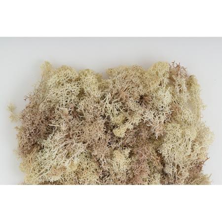 【プリザーブド】東花/フィンランドモス 大袋 ナチュラル 約1kg/71102