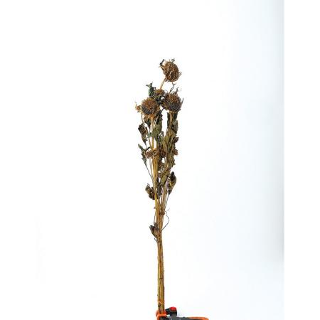 特価◎【直送】【ドライ】東花/ひまわりM ナチュラル 3本/10165 ※返品・代引・キャンセル不可