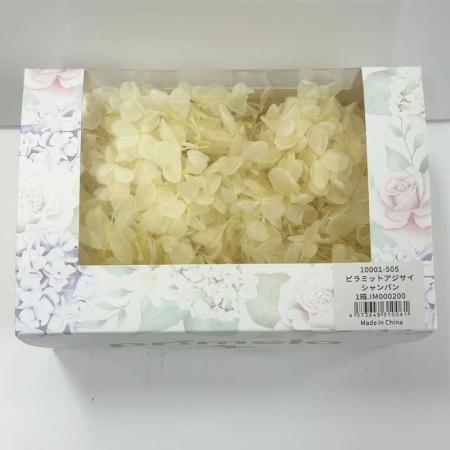 【プリザーブド】ピラミッドアジサイPrimelo シャンパン/10001-505