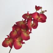 みー　万花賞A賞　Alban 8点 胡蝶蘭 5本立 ｟9寸 50輪未満｠ | BanBanプラザショップ