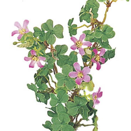 造花 アスカ ムラサキカタバミ 7 ピンク A 3 通販 はなどんやアソシエ 造花 アスカ ムラサキカタバミ 7 ピンク A 3 通販 はなどんやアソシエ