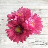 即日 造花 アスカ ミニガーベラバンチ 1束3本 ローズ A 5 通販 はなどんやアソシエ