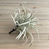 【造花】アスカ/ティランドシア　フロストグレイ/A-42276-063F