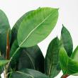 【直送】【人工観葉植物】アスカ/ラバーツリーポット(L)　グリ-ン/A-50802-051A※返品代引不可
