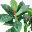 【直送】【人工観葉植物】アスカ/ラバーツリーポット(L)　グリ-ン/A-50802-051A※返品代引不可