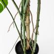【直送】【人工観葉植物】アスカ/モンステラポット　グリ-ン/A-50813-051A※返品代引不可