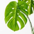 【直送】【人工観葉植物】アスカ/モンステラポット　グリ-ン/A-50813-051A※返品代引不可
