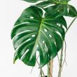 【直送】【人工観葉植物】アスカ/モンステラポット　グリ-ン/A-50813-051A※返品代引不可