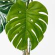 【直送】【人工観葉植物】アスカ/モンステラポット　グリ-ン/A-50813-051A※返品代引不可
