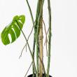 【直送】【人工観葉植物】アスカ/モンステラポット　グリ-ン/A-50813-051A※返品代引不可