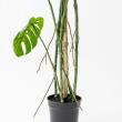 【直送】【人工観葉植物】アスカ/モンステラポット　グリ-ン/A-50813-051A※返品代引不可