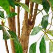 【直送】【人工観葉植物】アスカ/ファイカスツリー　(ポット付)　グリ-ン/A-50774-051A※返品代引不可