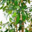 【直送】【人工観葉植物】アスカ/ファイカスツリー　(ポット付)　グリ-ン/A-50774-051A※返品代引不可