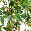 【直送】【人工観葉植物】アスカ/ファイカスツリー　(ポット付)　グリ-ン/A-50774-051A※返品代引不可