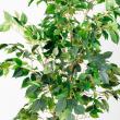 【直送】【人工観葉植物】アスカ/ファイカスツリー　(ポット付)　グリ-ン/A-50867-051A※返品代引不可