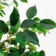 【直送】【人工観葉植物】アスカ/ファイカスツリー　(ポット付)　グリ-ン/A-50867-051A※返品代引不可