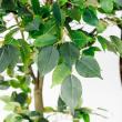 【直送】【人工観葉植物】アスカ/ファイカスツリー　(ポット付)　グリ-ン/A-50867-051A※返品代引不可