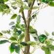 【直送】【人工観葉植物】アスカ/ファイカスツリー　(ポット付)　グリ-ン/A-50867-051A※返品代引不可
