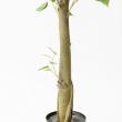 【直送】【人工観葉植物】アスカ/ファイカスツリー　(ポット付)　グリ-ン/A-50867-051A※返品代引不可