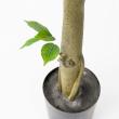 【直送】【人工観葉植物】アスカ/ファイカスツリー　(ポット付)　グリ-ン/A-50867-051A※返品代引不可