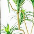 【直送】【人工観葉植物】アスカ/ユッカツリー　(ポット付)　グリ-ン/A-56004-051A※返品代引不可