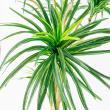 【直送】【人工観葉植物】アスカ/ユッカツリー　(ポット付)　グリ-ン/A-56004-051A※返品代引不可