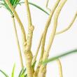 【直送】【人工観葉植物】アスカ/ユッカツリー　(ポット付)　グリ-ン/A-56004-051A※返品代引不可