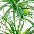 【直送】【人工観葉植物】アスカ/ユッカツリー　(ポット付)　グリ-ン/A-56004-051A※返品代引不可