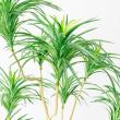 【直送】【人工観葉植物】アスカ/ユッカツリー　(ポット付)　グリ-ン/A-56004-051A※返品代引不可