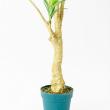 【直送】【人工観葉植物】アスカ/ユッカツリー　(ポット付)　グリ-ン/A-56004-051A※返品代引不可