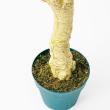 【直送】【人工観葉植物】アスカ/ユッカツリー　(ポット付)　グリ-ン/A-56004-051A※返品代引不可