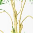 【直送】【人工観葉植物】アスカ/ユッカツリー　(ポット付)　グリ-ン/A-56004-051A※返品代引不可