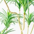 【直送】【人工観葉植物】アスカ/ユッカツリー　(ポット付)　グリ-ン/A-56004-051A※返品代引不可