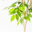 【直送】【人工観葉植物】アスカ/ファイカスツリー(ポット付) グリーン/A-50881-051A※返品代引不可