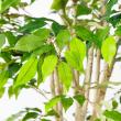 【直送】【人工観葉植物】アスカ/ファイカスツリー(ポット付) グリーン/A-50881-051A※返品代引不可