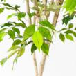 【直送】【人工観葉植物】アスカ/ファイカスツリー(ポット付) グリーン/A-50881-051A※返品代引不可