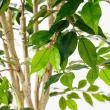 【直送】【人工観葉植物】アスカ/ファイカスツリー(ポット付) グリーン/A-50881-051A※返品代引不可
