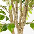 【直送】【人工観葉植物】アスカ/ファイカスツリー(ポット付) グリーン/A-50881-051A※返品代引不可