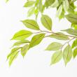 【直送】【人工観葉植物】アスカ/ファイカスツリー(ポット付) グリーン/A-50881-051A※返品代引不可