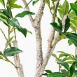 【直送】【人工観葉植物】アスカ/ローレルツリー #051A グリーン/A-50912-51※返品代引不可