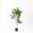 【直送】【人工観葉植物】アスカ/ローレルツリー #051A グリーン/A-50912-51※返品代引不可