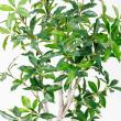 【直送】【人工観葉植物】アスカ/ローレルツリー #051A グリーン/A-50912-51※返品代引不可