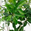 【直送】【人工観葉植物】アスカ/ローレルツリー #051A グリーン/A-50912-51※返品代引不可
